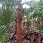 نخل واشنطني