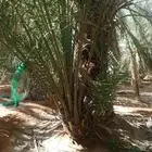 مطلوب مزرعه نخيل للاجار
