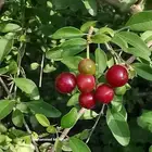 أشجار الشقب