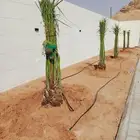 نخل مثمر للبيع