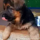 ذكر جيرمن شيبرد.شولاين