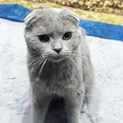 قط اسكوتش دبل فولد للتزاوج   الرياض قطي نوع Scottish Fold D