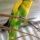 امزوني بلوفرنتد صبغات قويه
