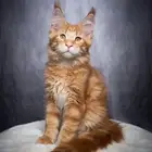 قط ماين كون اناث وذكور