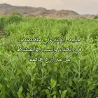 حناء طبيعي ميه بالمية بدون شوائب وسدر توصيل لجميع مناطق ا