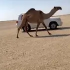 للبيع البكره