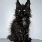 قطط ماين كون للبيع مستوردين