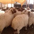 غنم ذبايح نعيمي خروف توصيل ذبح