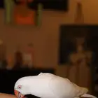 طير دره هولندي مفقود اليوم