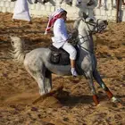 حصان شعبي ينافس الواهو