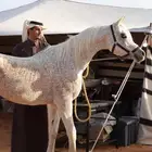 فحل مربط فاخر مستورد