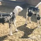 2 نعاج نجد تحتها 4 بهم