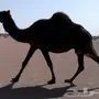 مجهم ملاقي منوه القناي
