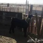 تيس فحل عارضي ثني