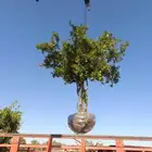اشجار حمضيات وبرتقال ويوسفي