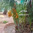 نخيل بجميع انواعه ومقاساته