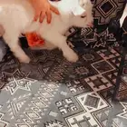 مواليد الماعز القزم