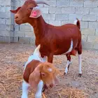 عنز كلهاري تم البيع
