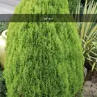بذور اشجار عرض اي نوع كيس 9ريال