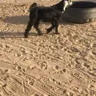 مشالله تبارك الله جفره. عمره فوق الشهرين للبيع