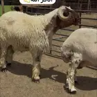 فحل صنف خصم