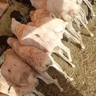 موقعنا الرياض جده مكه الباحه معشوقه تبوك خميس مشيط ما شاء ال
