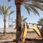 نخيل عربي وواشنطني البيع