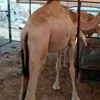 موقعنا مكه الرياض الباحه جده خميس مشيط تبوك الباحه معشوقه ال