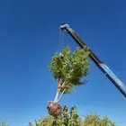 يوجد لدينا أنواع الشجرة والزيتون النخيل عربي مثمره