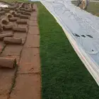 نجيله ثيل طبيعي