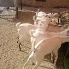 موقعنا الرياض الباحه معشوقه مكه جده تبوك الخرج