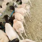 موقعنا الرياض مكه تبوك الباحة