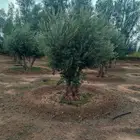 يوجد لدينا جميع انواع الاشجار الزيتون المعمر