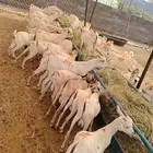 موقعنا الرياض مكه جده الباحه تبوك الباحه معشوقه اصايل للمواش