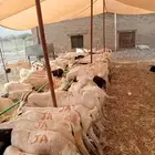 موقعنا الرياض الباحه معشوقه خميس مشيط تبوك جده مكه المكرمه ا
