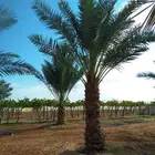 يوجد لدينا انوع الشجر والزيتون المعمر المقصوص والنخيل عربي