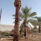 تكريب نخيل