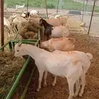 مواقعنا مكه الرياض تبوك الباحه جده