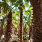 أشجار زينه واشجار مثماره با انوعها. يوجد لدينا توصيل دخل الر