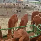 موقعنا الرياض مكه المكرمه جده تبوك خميس مشيط الباحه معشوقه ا