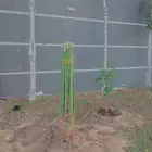 زراعه نخيل