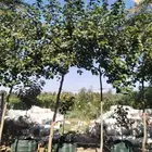 ابو رغد لتنسيق الحدائق وتوريد جميع انواع الاشجار