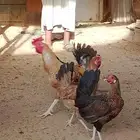 دجاج