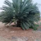 فسايل مجدول وخضري طيبه وسعر مناسب