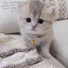 فندقة قطط فندقه ولاده قطط و فندقه تعقيم او اخصاء القطط