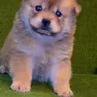 للبيع كلابه تشاو تشاو بيور بيور الأصل والحجم ماشاءالله