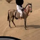 خيل