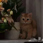 قط سكوتش ستريت للبيع