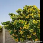 مشتل الاصيل