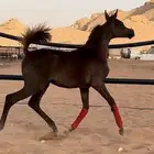 مهره واهو ( تم البيع )